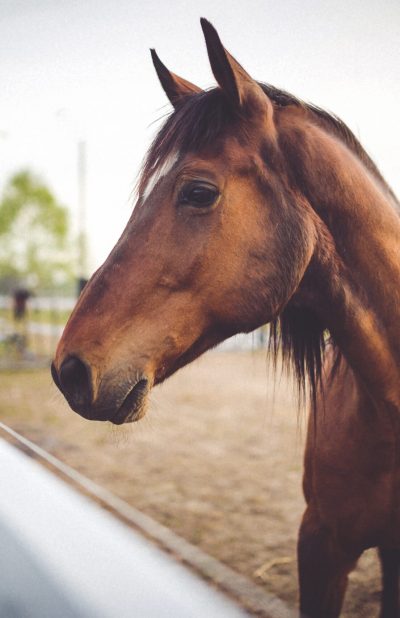 horse-head-close-up